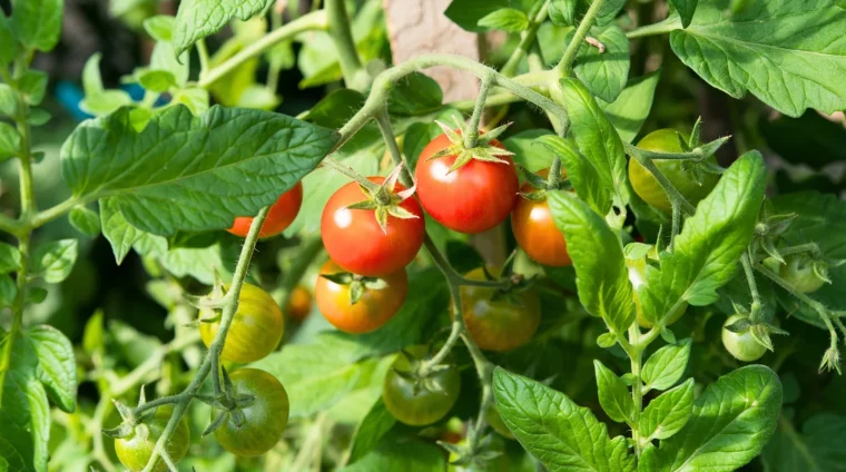 Cherry-tomatoes-in-sunlight