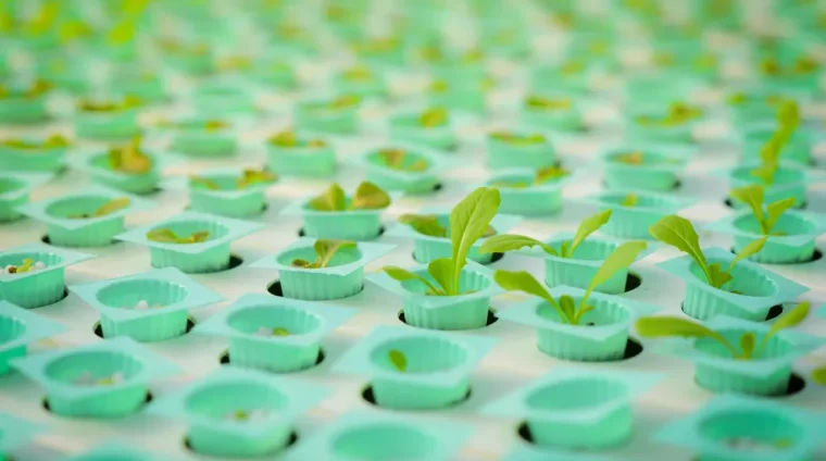 Kiemplant_bakjes_shutterstock_2272995323_6016x4016.jpg