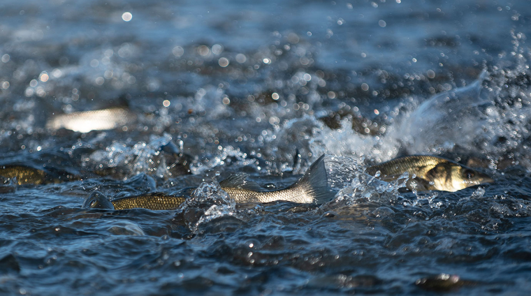 header_course_1380x895_1259id2262051