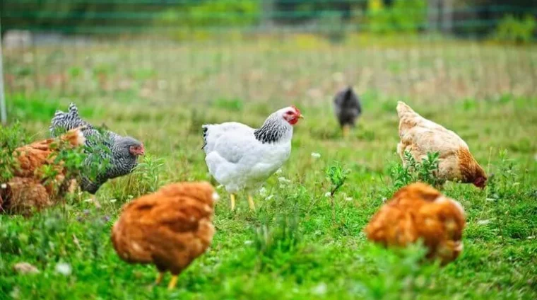 training-in-poultry-farming-and-commercial-poultry-production